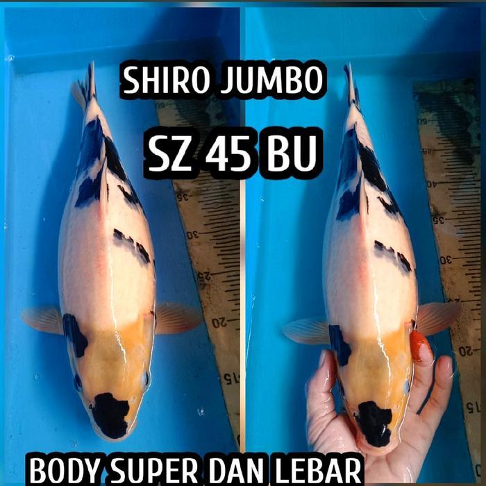 TEREMURAHTERLARIS READY SILAHKAN DIORDER KOI BLITAR SHIRO UTSURI EADY KOHAKU SANKE SHOWA CHAGOI
