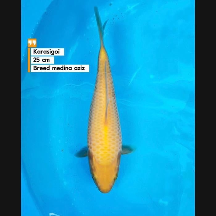 ikan koi Blitar/karasi lemon