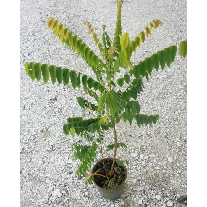 Bibit Tanaman Buah Cermai bahan bonsai benih pohon di dalam pot DDDD TANBULAPOT