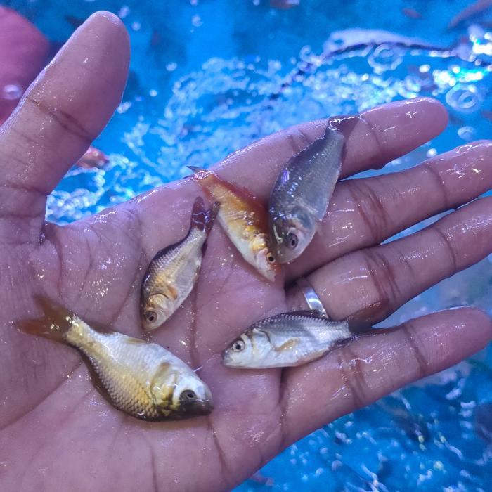 ikan mas pakan ikan predator