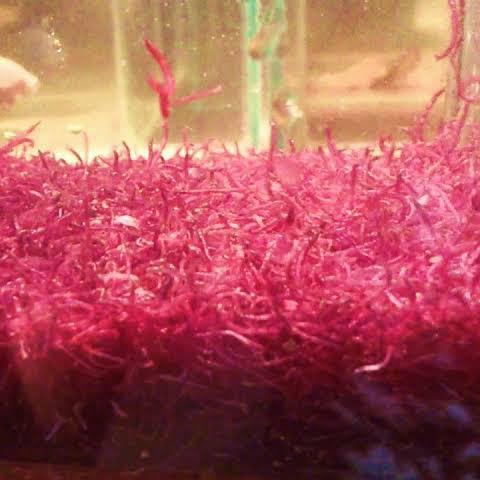 cacing darah paket hemat / cacing darah hidup pakan ikan / bw fresh