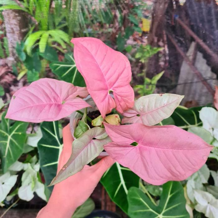 ( BISA COD ) Syngonium Pink Robusta - Singonium Neon Robusta Pink / Tanaman Hias Syngonium Neon