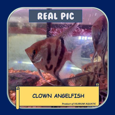 TEREMURAHTERLARIS READY SILAHKAN DIORDER IKAN HIAS AIR TAWAR - ANGELFISH / MANFISH CLOWN