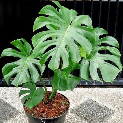 "New" Tanaman Hias Monstera - Tanaman monstera monstera brazilian - monstera borsgiana - tanaman air