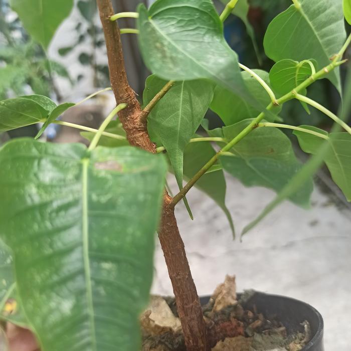 Pohon Bodhi bahan Bonsai Bodi ficus religiosa suci bibit Bakal bonsai