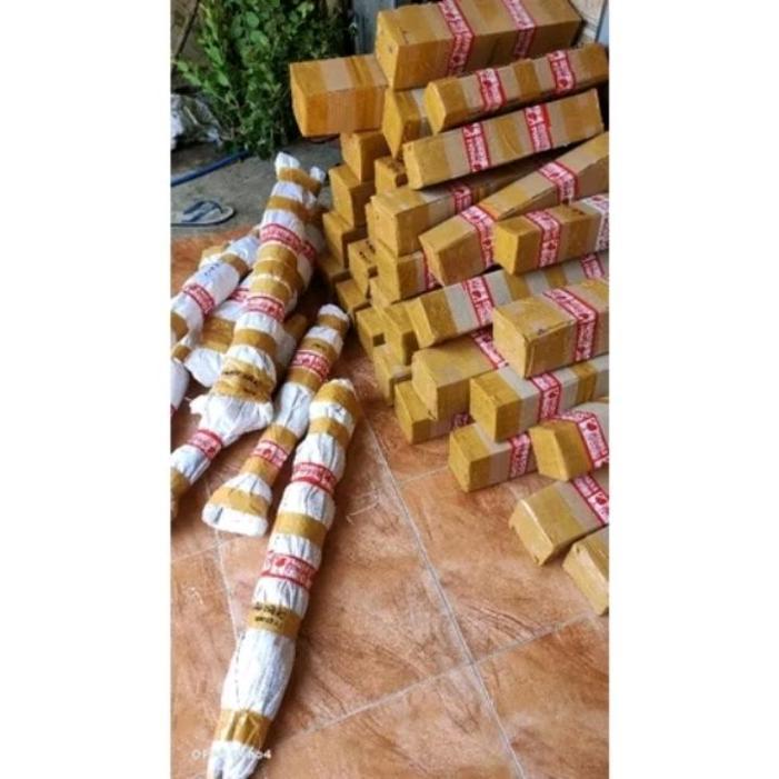 Bibit Bonsai Ficus elegan dengan tinggi 15-25Cm