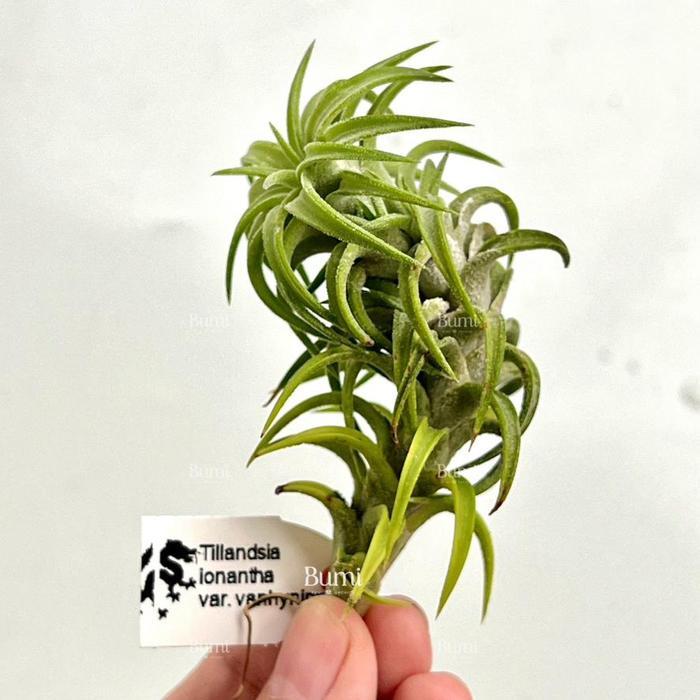 Tillandsia ionantha var. vanhyningii - import BUMI Air Plant Udara