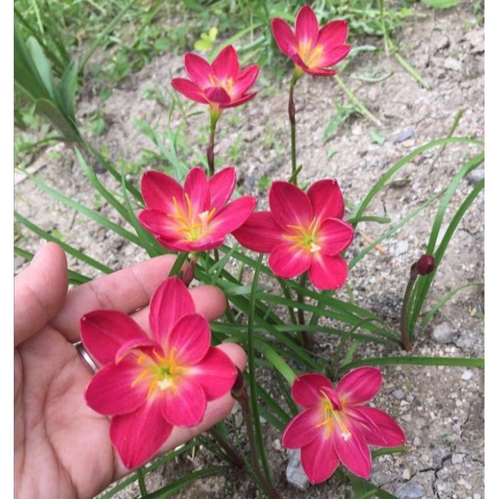 (TERMURAH) Tanaman hias lili hujan merah-rain lili hujan bunga merah-lili hujan-kucai tulip-kembang