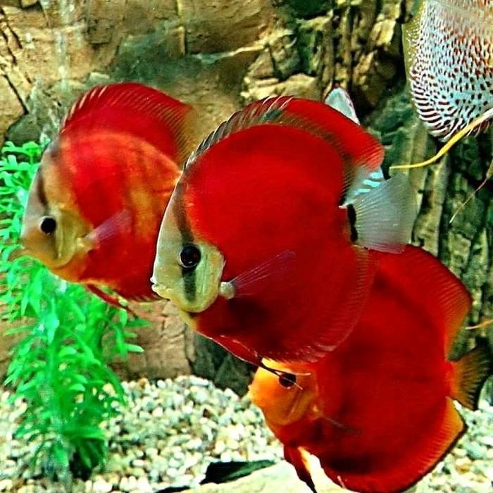 NEW PRODUCT DISCUS SAN MERAH /DISCUS / DISKUS / DISKAS / IKAN DISCUS / IKAN HIAS