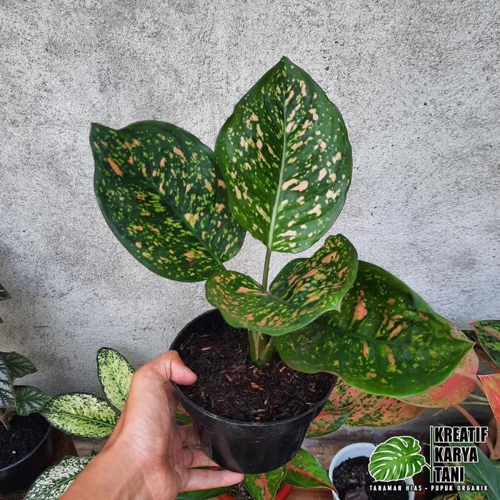 Tanaman hias aglonema ruby chiangmay - Aglonema ruby chiang mai