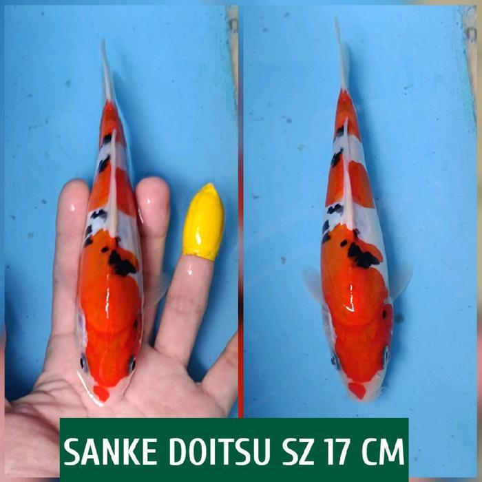 TEREMURAHTERLARIS READY SILAHKAN DIORDER IKAN KOI BLITAR SANKE DOITSU READY SANKE SHOWA CHAGOI DLL