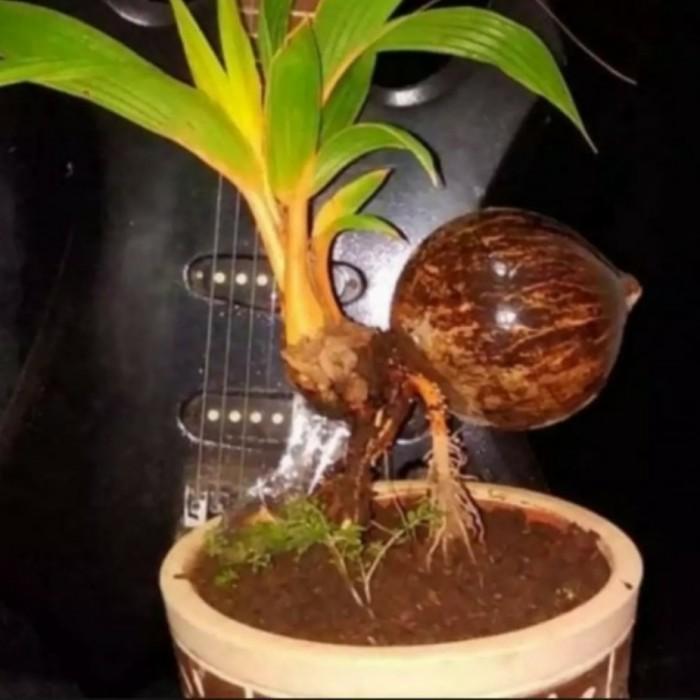 Terlaris tanaman hias bonsai kelapa/bibit bonsai kelapa Termurah BISA BERBUAH DI POT