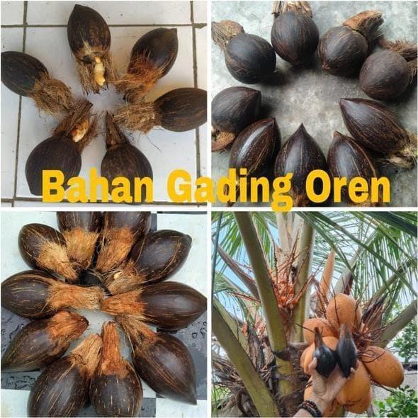 Bibit bonsai kelapa gading orange termurah