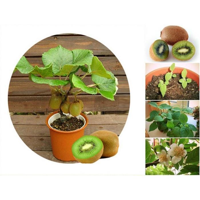 [Pack] Biji Buah Kiwi Bonsai / Bonsai Kiwi Import