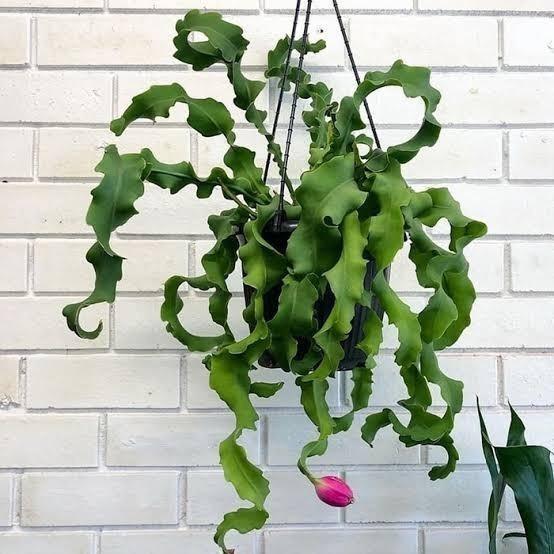 Koralineshop Tanaman Hias Wijaya Kusuma Tanduk - Wijaya Keriting