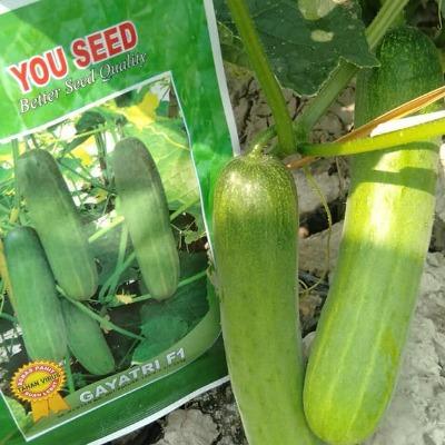 Little_Little_ Benih Timun Lalap Gayatri F1 20 Gr Cap You Seed 800 An Benih Lebat Unggul