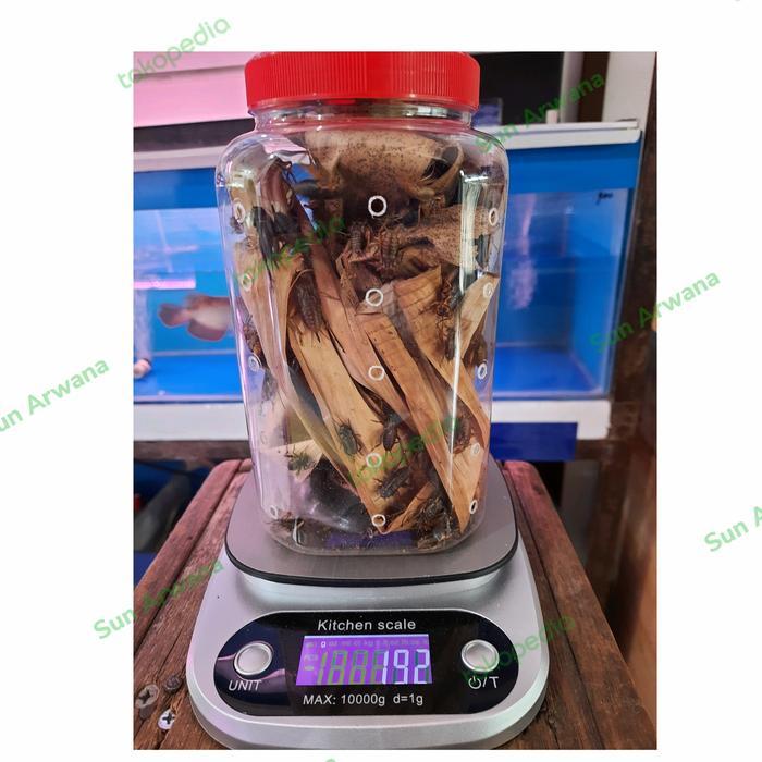Jangkrik ternak (hidup) pakan Ikan Reptil Burung
