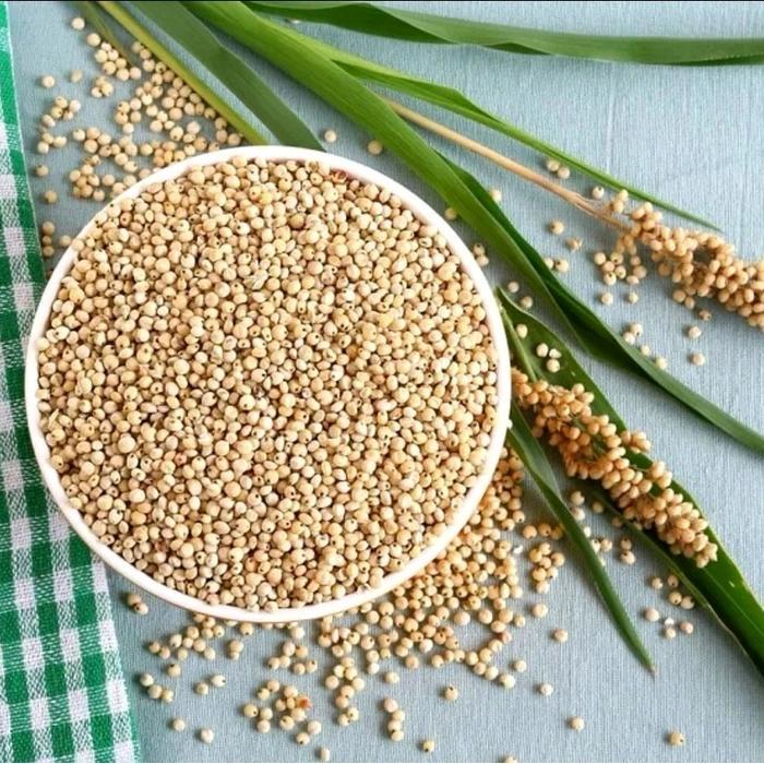 "New" BIJI / BENIH TANAMAN SORGUM PUTIH BIOGUMA