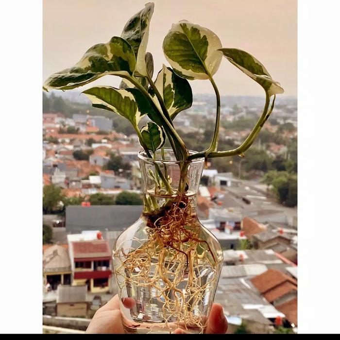 Vas Bunga kaca Bening Hias Minimalis Pot Tanaman Air Hidroponik