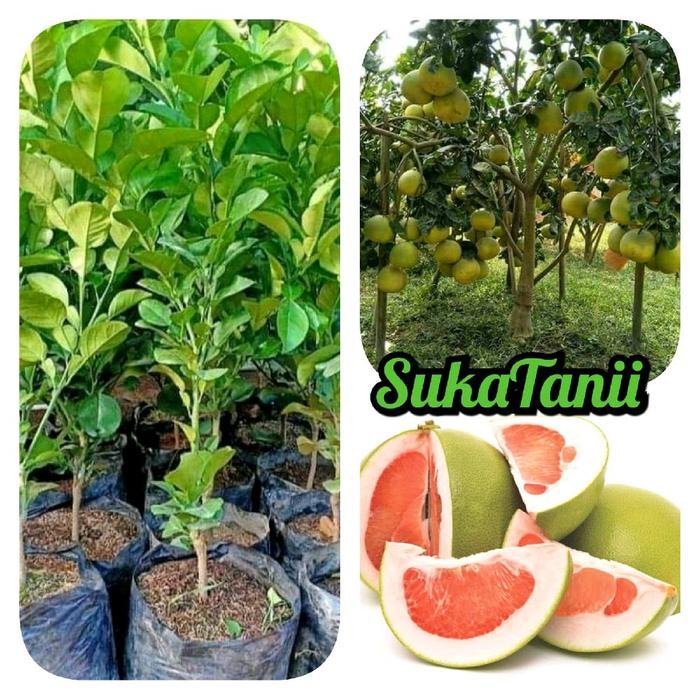 Swaylineshop Bibit Jeruk Bali Jumbo Okulasi Bibit Jeruk Bali Cepat Berbuah