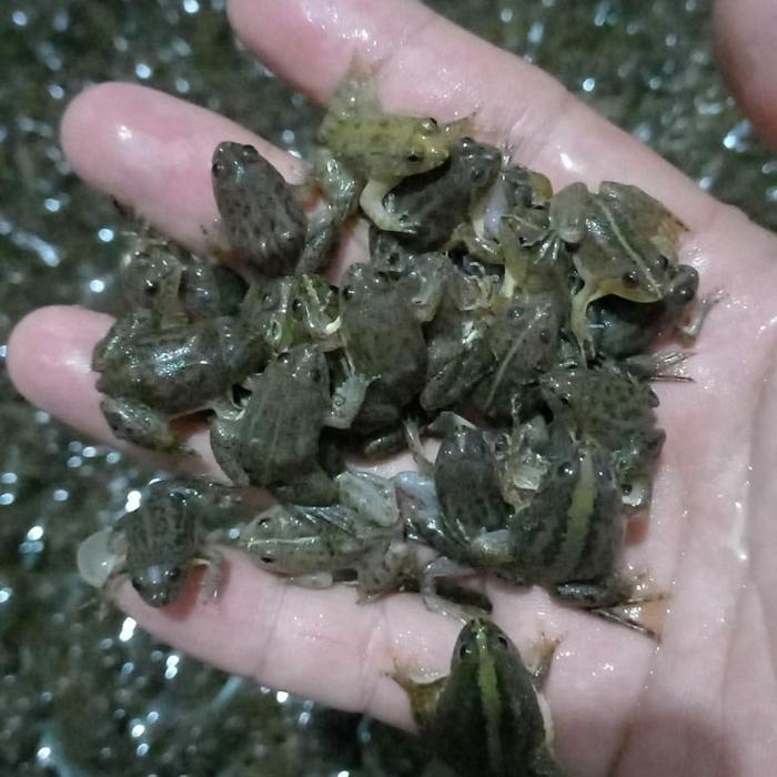 kodok sawah hidup - katak air pakan arwana - pakan ikan predator