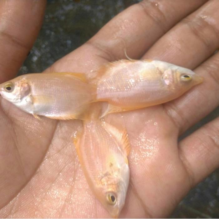 Gurame padang ukuran korek Gas