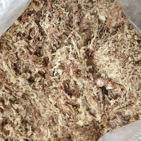 Sphagnum Moss