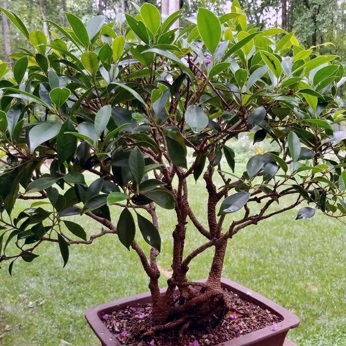 Bonsai Beringin Lokal Local Iprik Kimeng Ficus Microcarpa B-BR-001