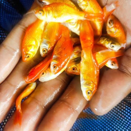 bibit ikan mas pakan predator/ikan mas/pakan /pakan predator/bibit/ikan kecil kecil