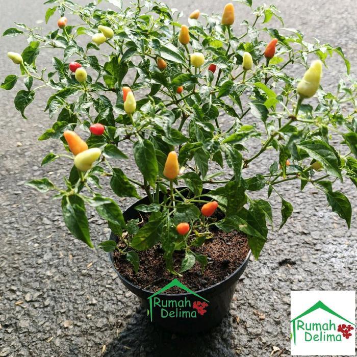 Premium Tanaman Cabai Rawit Mini Sudah Berbuah-Cabai Hijau Besar- Cabai Keriting-Cabai Rawit