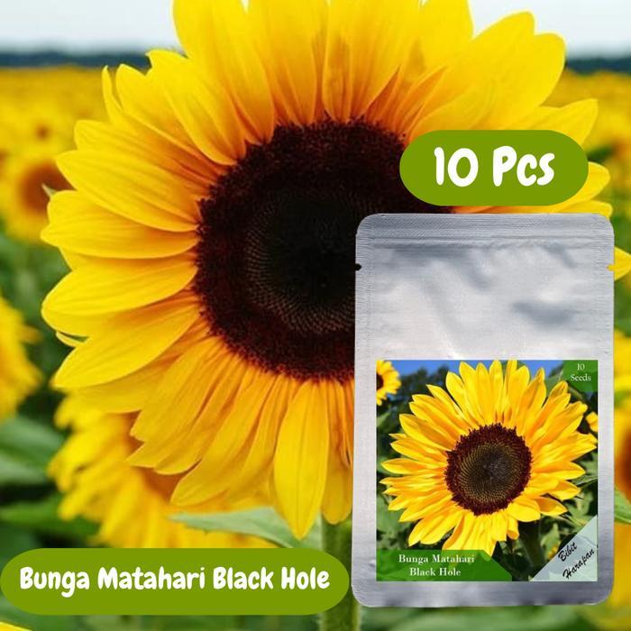 Argotech_ Bibit Benih Biji Bunga Matahari Black Hole Sun Flower Bibit Unggul