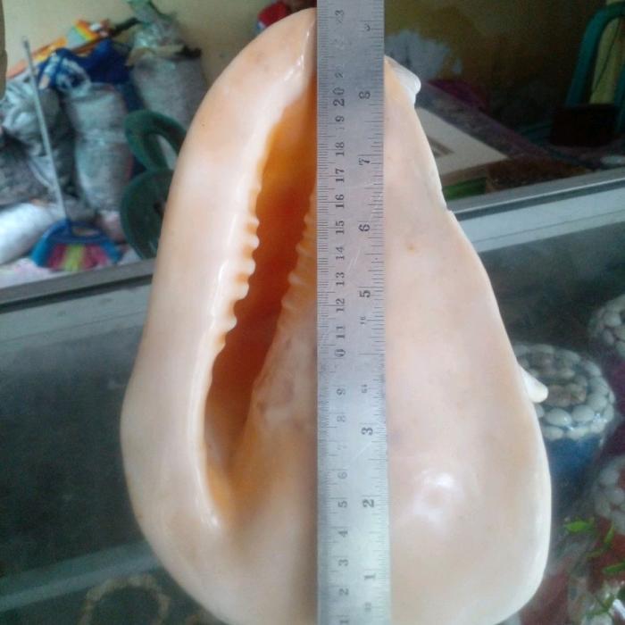 cangkang kerang kambing jumbo