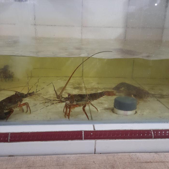 Baby Lobster Hidup