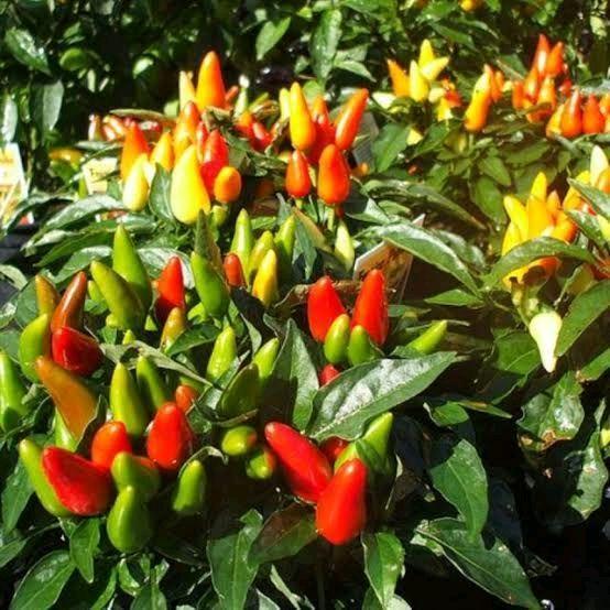 "New" [TERLARIS] BIJI/BENIH CABE TUMPUK PRENTUL KLASTER