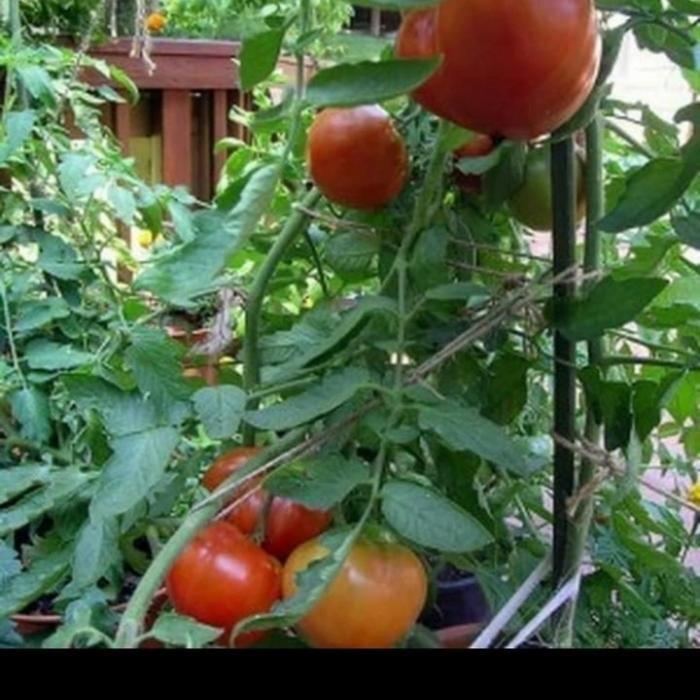 Swaylineshop Bermutu Bibit Tanaman Tomat Apel/Pohon Tomat Apel