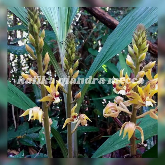 Swaylineshop Harga Anggrek Tanah Jenis Plocoglottis Plicata