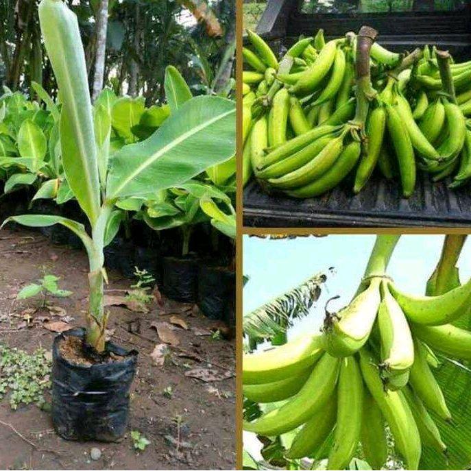 Bibit pisang Tanduk super