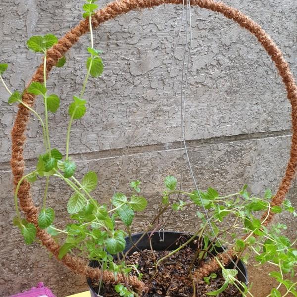 Turus/ Penyangga Tanaman Rambat Bentuk Bulat Lingkaran