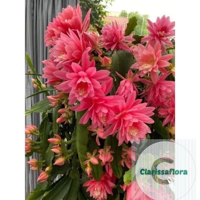 Tanaman hias pohon Wijaya Kusuma pink besar / bunga Wijaya Kusuma pink besar - Bunga Wijaya Kusuma -