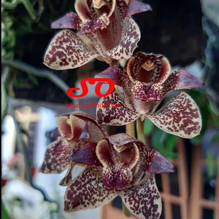BERBUNGA GRAMMATOPHYLLUM STAPELIIFLORUM ANGGREK SENDU SI UNIK DARI GENUS ANGGREK MACAN