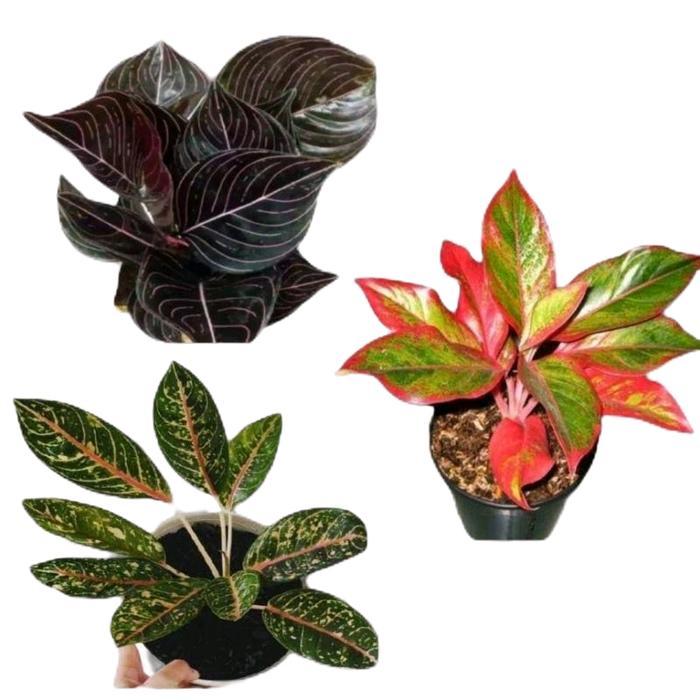 "New" paket 3 aglonema tanamanhias aglonema -aglonema rotundum aceh - aglonema lipstik merah aurora