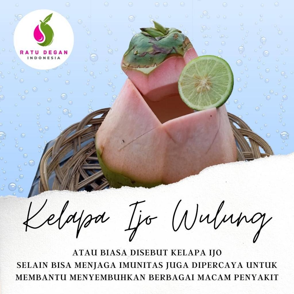 Kelapa Ijo Wulung Segar - Kelapa Obat / Cungap Merah - Ratu Degan x Rasy