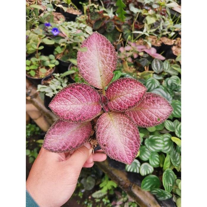 Swaylineshop Episcia Merah Strawberry Patch