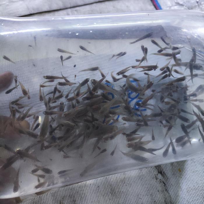 Ikan Cere Hidup Pakan Ikan Predator