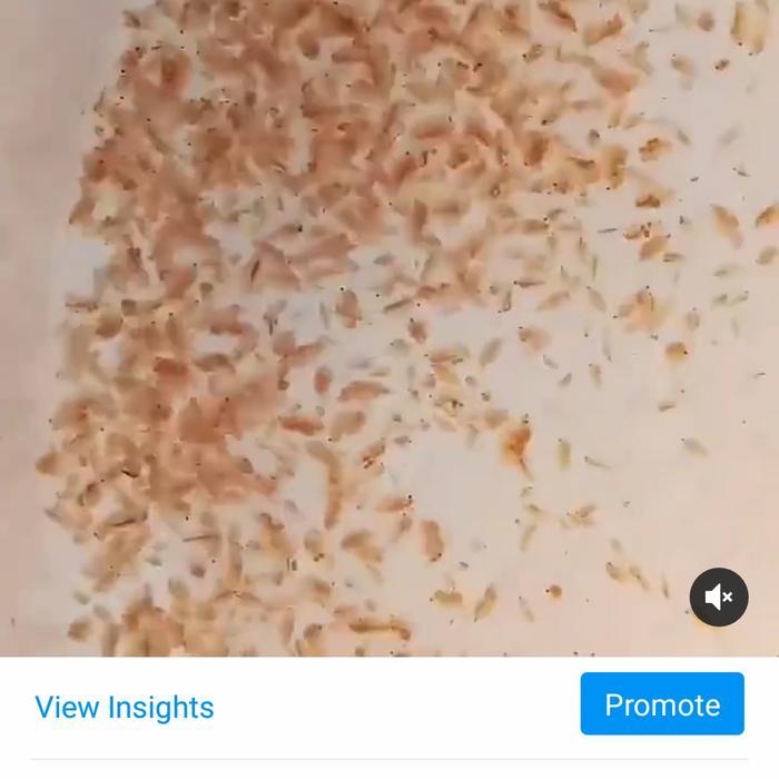 Pakan Alami Ikan Cupang - Daphnia Sp