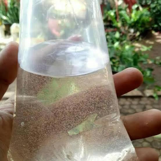 Artemia baby hidup baru netas pakan burayak ikan cupang guppy pelet