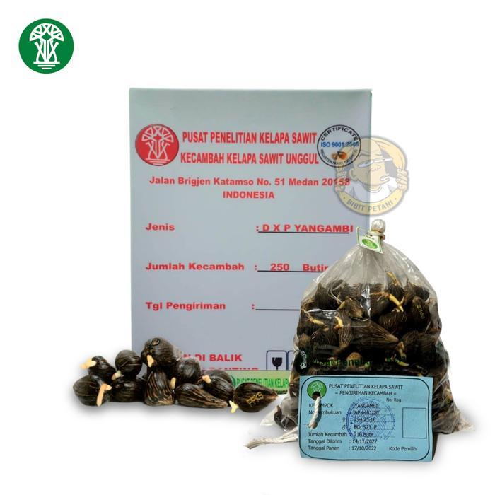 Ready BENIH POLONG KECAMBAH BIBIT SAWIT DXP PPKS YANGAMBI UNGGUL BERSERTIFIKAT ORIGINAL ASLI PELEPAH