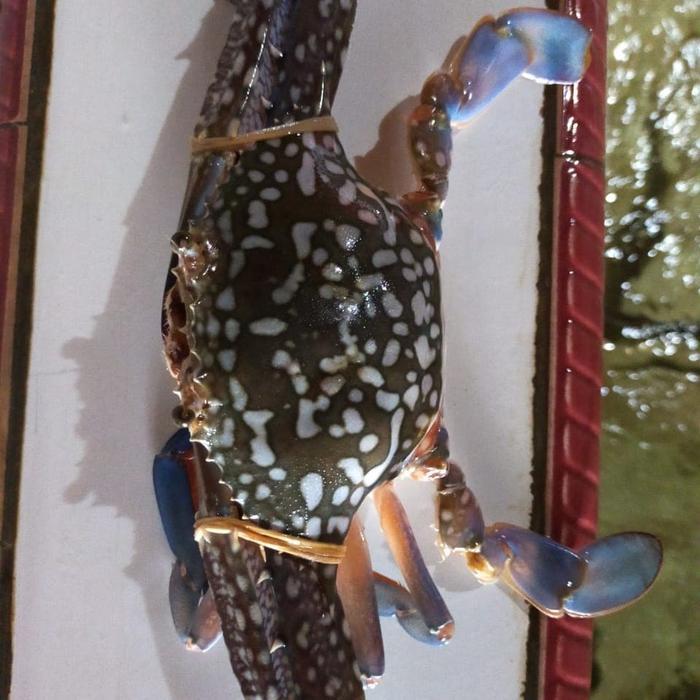 Kepiting Rajungan Kecil