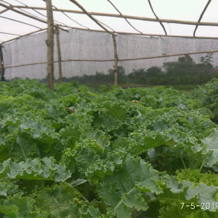 "New" AB mix Premium 1 Liter ( Sayur Daun )