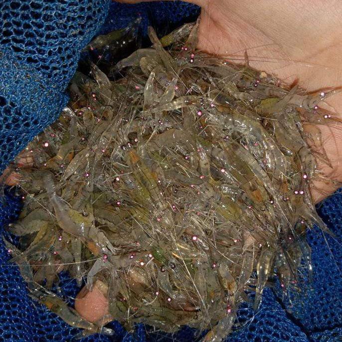 udang hidup pakan ikan predator